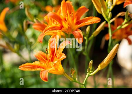 Blühende Orangenlilien unter den Sonnenstrahlen auf dem Blumenbeet im Garten in Bulgarien. Stockfoto