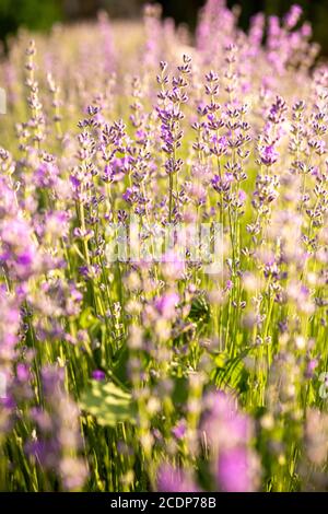 Detail von blühenden Lavendelfeldern. Lavendelbüsche in der Nähe bei Sonnenuntergang. Sonnenuntergang schimmert über lila Blüten von Lavendel. Stockfoto