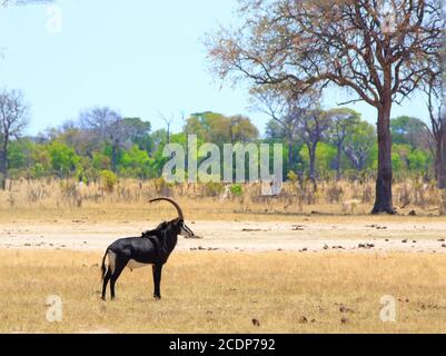 Männliche Sable Antelope auf den offenen afrikanischen Ebenen im Hwange National Park, Simbabwe Stockfoto