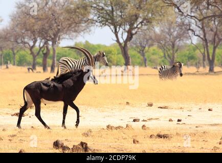 Schöne Sable Antelope mit Ochsenspechten auf dem Rücken mit Zebra im Hintergrund auf der trockenen gelben afrikanischen Ebene im Hwange National Park, Zi Stockfoto