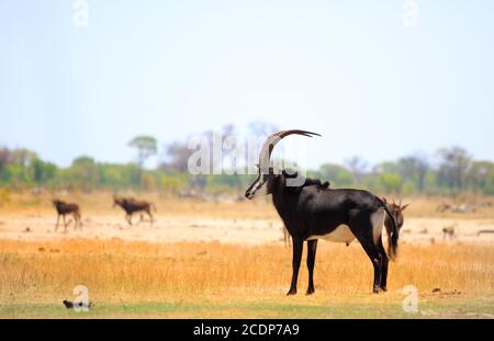 Männliche Sable Antelope auf den trockenen gelben Ebenen in Makololo, Hwange National Park, Zmbabwe Stockfoto