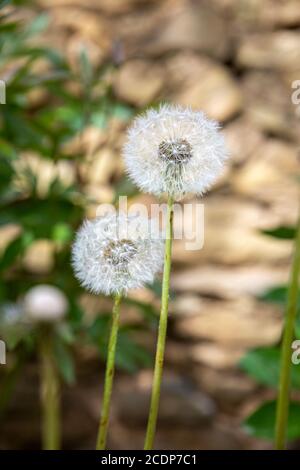 Zwei Natur weiß blühende Löwenzahn Blumen mit fliegenden Federn auf Bokeh Hintergrund. Schöner blühender Busch aus weißen, flauschigen Löwenzahn. Stockfoto