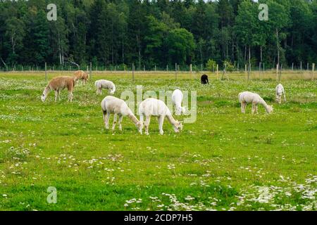 Herde von zackigen suri Alpakas auf der grünen Weide. Lustige peruanische Tier Alpaka. Vicugna pacos. Lustige Tiere in verschiedenen Farben: Braun und weiß Stockfoto