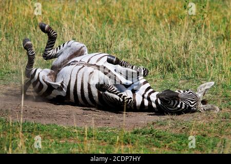 Burchell Zebra rollt im Staub, um sich abzukühlen und alle Wanzen auf seiner Haut loszuwerden. Masai Mara, Kenia Stockfoto