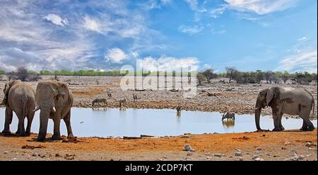 Okaukeujo Wasserloch mit vielen verschiedenen Tierarten, die einen Drink nehmen, Etosha Nationalpark, Namibia Stockfoto