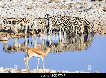 Blendle of Zebra mit Kopf nach unten Trinken aus einem Wasserloch mit guter Reflexion, gibt es eine Out of Focus Impala auf der gegenüberliegenden Küste beobachten. Stockfoto