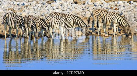 Große Herde / Dazzle of Burchells Zebra trinken aus einem Wasserloch mit einer natürlichen Reflexion im stillen Wasser im Etosha Nationalpark, Namibia Stockfoto