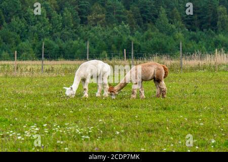 Herde von zackigen suri Alpakas auf der grünen Weide. Lustige peruanische Tier Alpaka. Vicugna pacos. Lustige Tiere in verschiedenen Farben: Braun und weiß Stockfoto