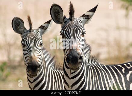 Nahaufnahme von zwei Chapmans Zebra - Equus quagga chapmani - mit einem natürlichen Hintergrund im South Luangwa National Park, Sambia Stockfoto