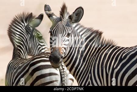Ein Paar (Equus quagga chapmani) Chapmans Zebras auf der Ebene im South Luangwa Nationalpark, Sambia Stockfoto