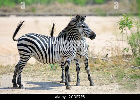 Zwei Chapmans Zebras (Equus quagga Chapmani) stehen auf der Ebene im South Luangwa National Park, Sambia Stockfoto