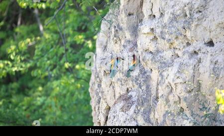 Europäische Bienenfresser fliegen paarweise über den Himmel, das beste Foto Stockfoto
