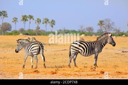 Die Zebras der Ebenen stehen auf den trockenen gelben ariden Pflinten im Hwange National Park, Zimbabwe, zurück an den Rücken Stockfoto