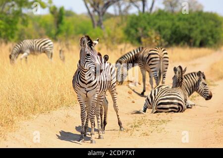 Plains Zebras auf einer trockenen staubigen Feldweg Straße im Hwange National Park, Simbabwe Stockfoto