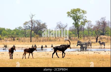 Eine malerische Aussicht vom Camp auf ein lebendiges Wasserloch im Hwange Nationalpark mit Sable Antilopen, Zebras und Chachma Paviane. Es gibt eine natürliche Stockfoto