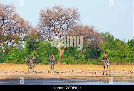 Eine Blendung von Zebras, die am Ufer eines Wasserlochs im Hwange National Park, Simbabwe, stehen Stockfoto