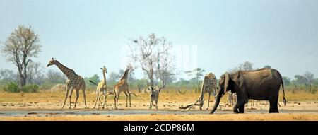 Makololo Wasserloch mit Giraffen, Zebra und Elphant alle kommen, um einen Drink in der sengenden afrikanischen Hitze zu nehmen. Hwange National Park, Zimbabwe - Hitze Stockfoto