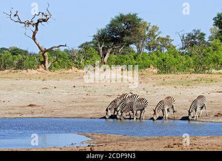 Malerische Aussicht auf eine kleine Herde Zebras, die an einem Wasserloch im Hwange National Park, Simbabwe, trinkt Stockfoto