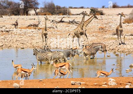 Okakeujo Wasserloch im Etosha Nationalpark. Tiere lieben es, sich um dieses Wasserloch zu versammeln, um einen Drink zu nehmen, einschließlich Zebra, Giraffe und Impala. Stockfoto