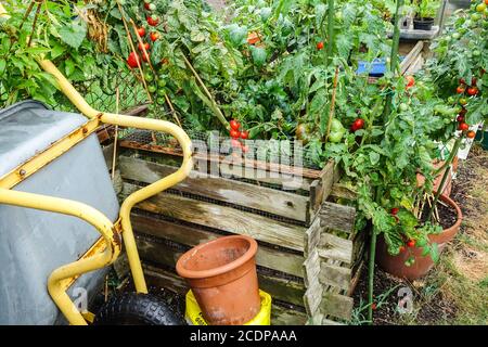 Hochbeet Garten Tomaten wachsen in Kleingarten Teil Tomaten Anbau Garten Hochbeet Gemüse August Stockfoto