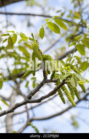 Frühlingsblüten Baumwalnüsse mit jungen grünen Blättern auf blau Himmelshintergründe Stockfoto