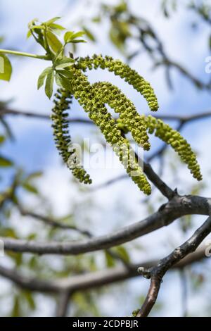 Frühlingsblüten Baumwalnüsse mit jungen grünen Blättern auf blauen Himmel Hintergründe, Stockfoto