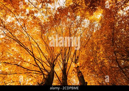 Herbst Herbst Baldachin Von Hohen Bäumen Mit Orange Laub. Sonnenlicht Im Laubwald. Obere Zweige Des Baumes Mit Gelbem Laub. Low-Angle-Ansicht Stockfoto