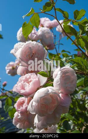 Blumen der englischen Kletterrose 'The Generous Gardener' (Rosa 'Ausdrawn') in einem privaten Garten: Alverstoke, Gosport, Hampshire, England. VEREINIGTES KÖNIGREICH Stockfoto