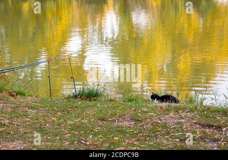Schwarz-weiße Katze sitzt am Seeufer in der Nähe von Angelruten. Katze wartet auf einen Fischfang Stockfoto