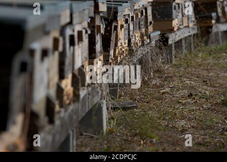 Bienen beim Anflug auf Ihren Bienenstock Stockfoto