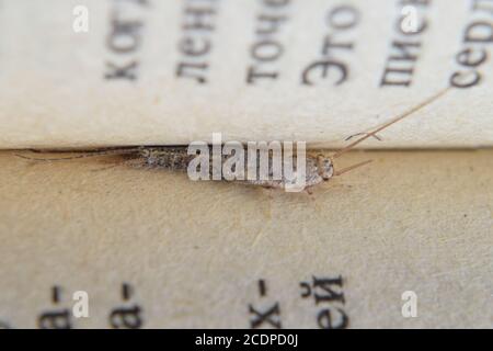 Insekt auf dem Papier - Silberfischchen Fütterung Stockfoto