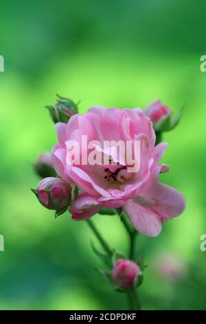 Kleine Rose, die Fee Stockfoto