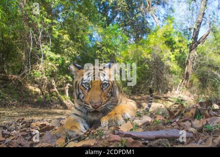 Tiger Nahaufnahme im Wald Stockfoto