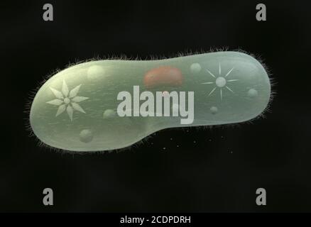 Modell biologischen Mikroorganismen Paramecium Caudatum 3D-Illustration Stockfoto