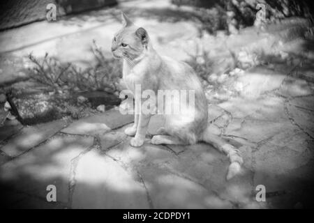 Nette Katze sitzt im Sommergarten. BW-Foto Stockfoto