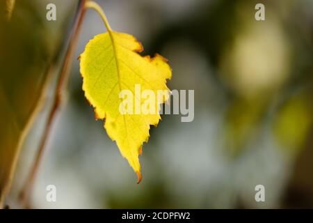 Gelbe Birke Blatt auf dem Zweig im Herbstgarten an sonnigen Tag, Makro-Foto. Stockfoto