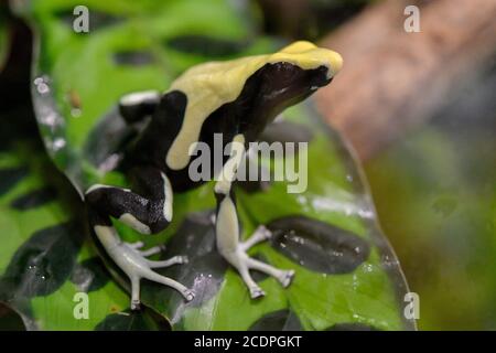 Ein färbendes Dartfrosch, färbendes Dartfrosch, Tink (Dendrobats tinctorius) ist während einer Ausstellung von Fröschen im Prager Zoo, Tschechische Republik, am 29. August 2020 zu sehen. (CTK Photo/Vit Simanek) Stockfoto