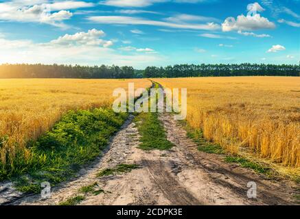 Empty countryside road through fields with wheat Stockfoto