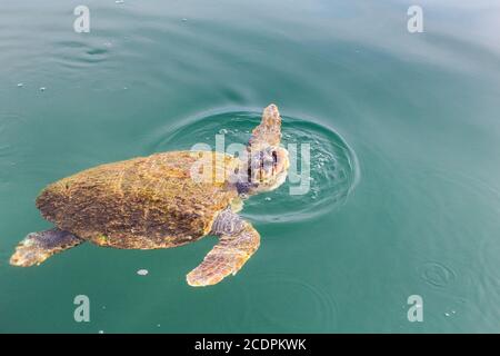 Eine große schwimmende Meeresschildkröte Caretta Stockfoto