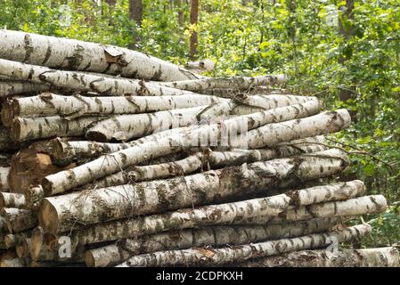 Stapel von Birkenstämmen im Wald an sonnigen Tag Stockfoto