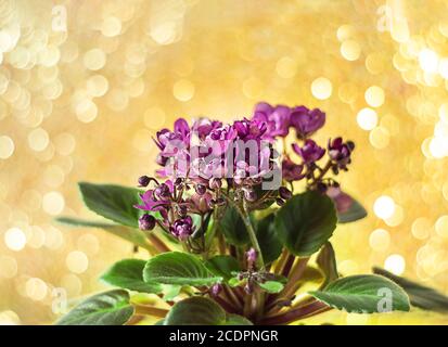 Blühende Saintpaulias, allgemein bekannt als afrikanischer Violetturlaub auf Bokeh verschwommener Hintergrund. Glitzerndes Bokeh. Stockfoto