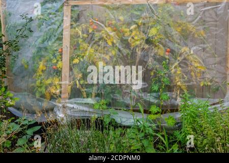 Ausbleibende Pflanzen und reifende Tomaten in einem Kunststoff-Gewächshaus, Zuteilung Garten Stockfoto