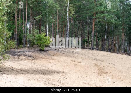 Wald am Rande der Sanddüne Stockfoto