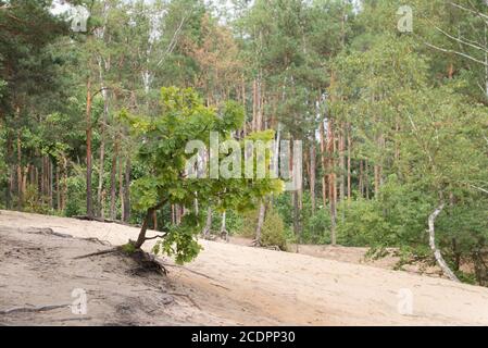 Wald am Rande der Sanddüne am Sommertag selektiv Fokus Stockfoto