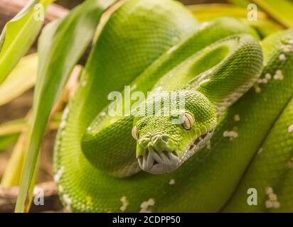 Grüne Baumpython (Morelia viridis) Schlange, heimisch in Neuguinea und Indonesien Stockfoto