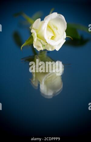 Weiße schöne Rose auf blauem Hintergrund Stockfoto