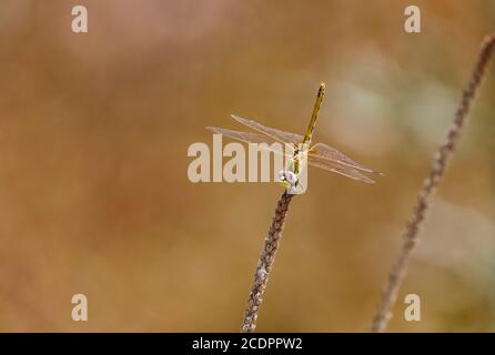 Rotaderfalter oder Nomade (Sympetrum fonscolombii) Weibchen, die auf einem Ast ruhen, Andalusien, Spanien. Stockfoto