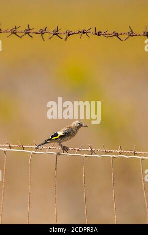 Jugendlicher Europäischer Goldfink, Carduelis carduelis, auf einem Zaun. Andalusien, Spanien. Stockfoto