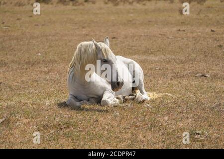 Weißes Pferd auf einem Feld liegend, Spanien. Stockfoto