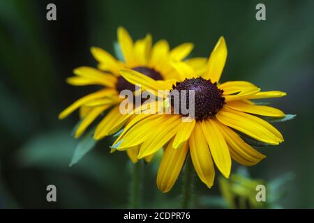 Echinacea Stockfoto